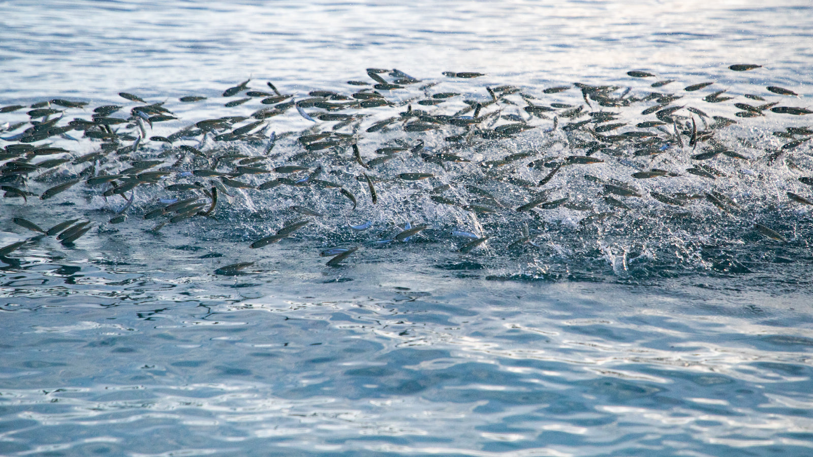 Wild-Caught vs Farm Raised Marine Collagen